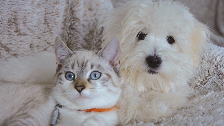 April Fools’ Day 2019: Trick Your Pets With These Safe 1st April Prank Ideas and Watch Your Cats & Dogs Baffle