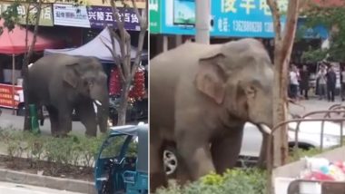 After ‘Failing to Find a Girlfriend to Mate’ Angry Wild Elephant Creates a Ruckus in China (Watch Video)