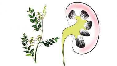 World Kidney Day: How Herbs Can Help Treat Kidney Diseases Naturally