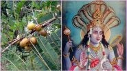 Amalaki Ekadashi 2019 Date: Why Devotees Fast, Worship Lord Vishnu & Amla Tree? Know Vrat Katha of the Auspicious Hindu Festival