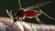 Mosquitoes Suck 100 Litres of Blood a Day in Madurai? Entomologist Says Tamil Nadu City has 40 Breeds of Mosquitoes