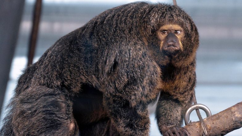 Muscular Monkey from Finland Will Give You All The Monday Motivation to Hit the Gym! (View Pic)