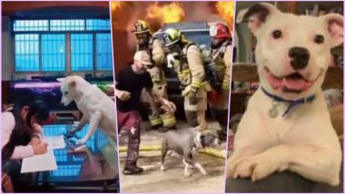 Dog Videos Ruled This Week! Watch Top Viral Clips That Touched Millions of Hearts