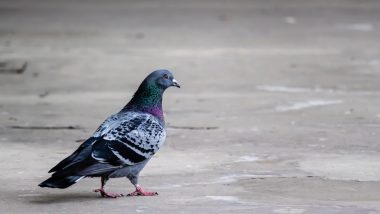 Australia to Kill Racing Pigeon from US That Survived 8,000 Mile Trip Across Pacific