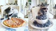 &lsquo;Verminfluencer&rsquo; Raccoons and Skunks with Millions of Instagram Followers are Putting Us to Shame with Their Glamourous Lifestyle (View Pics)