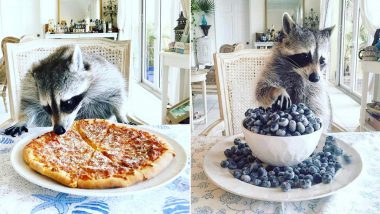 ‘Verminfluencer’ Raccoons and Skunks with Millions of Instagram Followers are Putting Us to Shame with Their Glamourous Lifestyle (View Pics)