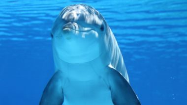 Australia's Sea World Theme Park to End Dolphin Breeding Program After Activists' Petition