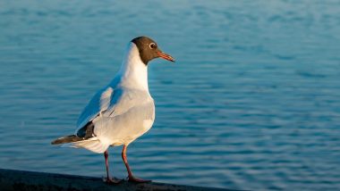 UK Man Smashes Seagull Against a Wall for Trying to Steal His Chips, Gets Fined by Court