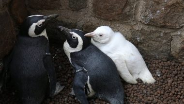 Rare Albino Penguin Spotted at Poland's Gdansk Zoo (See Pictures)
