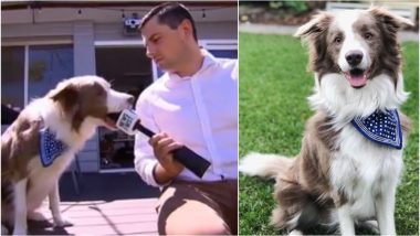 Dog Bites Reporter's Mike on Being Asked 'How Do You Cope With Fame' (Watch Funny Video)
