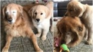 Blind 11-Year-Old Golden Retriever&rsquo;s Friendship With His 4-Month-Old Seeing Eye Dog Is All Things Cute (See Pictures)