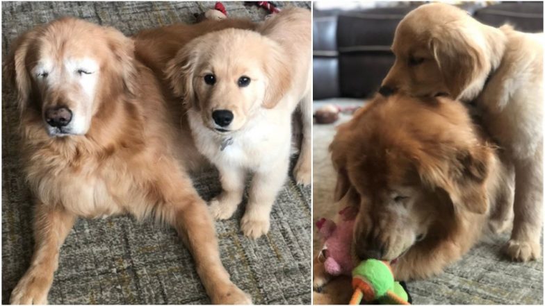 Blind 11-Year-Old Golden Retriever’s Friendship With His 4-Month-Old ...