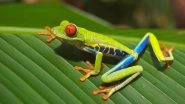 Amphibian Apocalypse: Skin Fungus Kills 100 Frog Species, Global Biodiversity Loss Continues