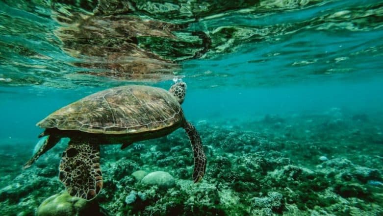 As World Wildlife Day 2019 Highlights 'Life Below Water' Theme, Here Are 5 Biggest Threats to Our Oceans and Marine Life! As World Wildlife Day 2019 Highlights 'Life Below Water' Theme, Here Are 5 Biggest Threats to Our Oceans and Marine Life!