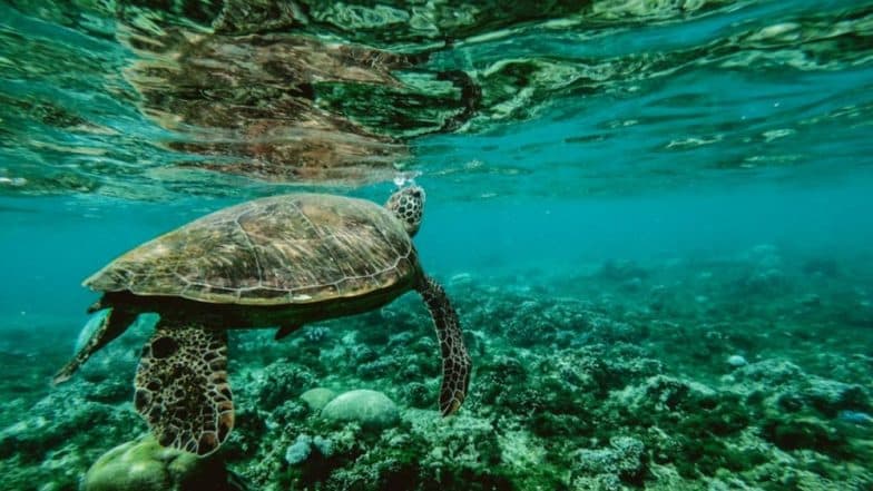 As World Wildlife Day 2019 Highlights 'Life Below Water' Theme, Here Are 5 Biggest Threats to Our Oceans and Marine Life! As World Wildlife Day 2019 Highlights 'Life Below Water' Theme, Here Are 5 Biggest Threats to Our Oceans and Marine Life!
