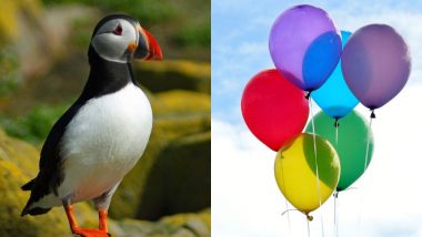 Balloons Are Killing Seabirds! Plastic Pollution Waste Pose Biggest Threat As Birds Eat Them Mistaking For Food, Says New Study