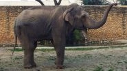 'World's Saddest Elephant' Flavia of Indian Origin Dies after Spending 43 Agonising Years Alone in Spanish Zoo