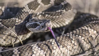 45 Rattlesnakes Found Beneath Texas Home! Watch Chilling Video of Snake Catchers Removing the Reptiles One by One