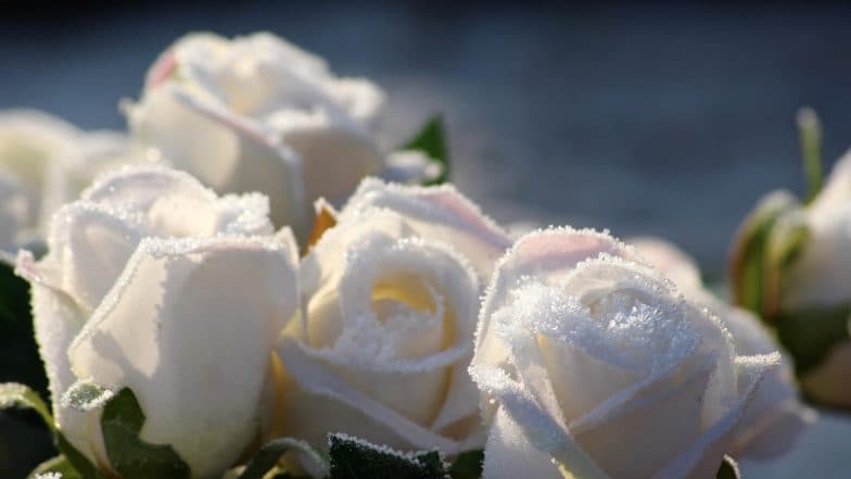 Happy White Day 2019: Know How This Japan Festival Is Connected to ValentineтАЩs Day Happy White Day 2019: Know How This Japan Festival Is Connected to ValentineтАЩs Day