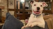 Abandoned 'Snoop' Dog Finds a New Home! After Battling Separation Anxiety & Help Offered By Snoop Dogg, Canine Is in Love With His Owner (Watch Video)