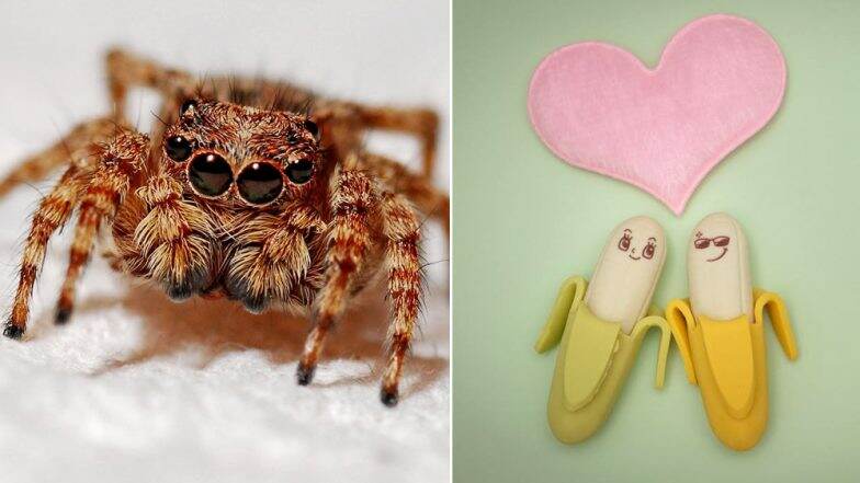Erectile Dysfunction Cure: Deadly Spider Venom Which Causes 4 Hour Erections Can Replace Viagra, Say Scientists Erectile Dysfunction Cure: Deadly Spider Venom Which Causes 4 Hour Erections Can Replace Viagra, Say Scientists