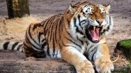 Tiger Attack in Pilibhit, Two Killed by Big Cat Near Khannaut River