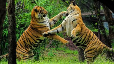 Cannibalism in Tigers: Male Wild Cat Kills 3 Other Tigers in Kanha Reserve and Eats Their Body Parts in a Rare Incident