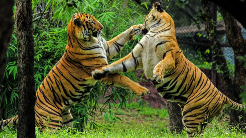 Tigers Kill Circus Trainer in Italy: Report