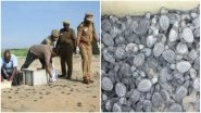 Over 4 Lakh Endangered Olive Ridley Turtles Spotted at Gahirmatha Beach in Odisha (See Pictures)