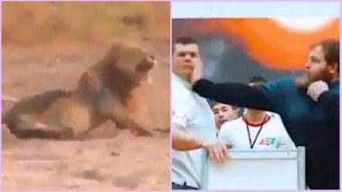 Viral Videos: From Cruel Man Hunting Lion to Russia’s Male Slapping Championship; Watch Top 7 Clips of the Week