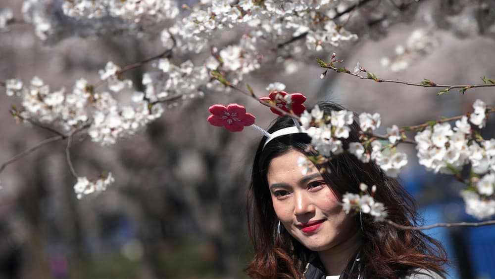 A girl poses for a photo amidst the cherry blossom at Tidal Basin (Photo Credits: Getty Images)