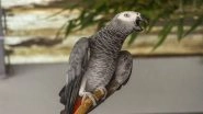 African Grey Parrot 'Sniper' From Mumbai Talks With Alexa and Calls His Owner