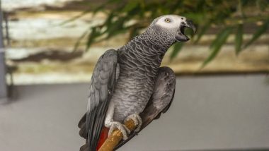 African Grey Parrot 'Sniper' From Mumbai Talks With Alexa and Calls His Owner