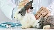Animal Testing Exercise to Be Put to an End with This New Algorithm
