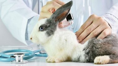 Animal Testing Exercise to Be Put to an End with This New Algorithm