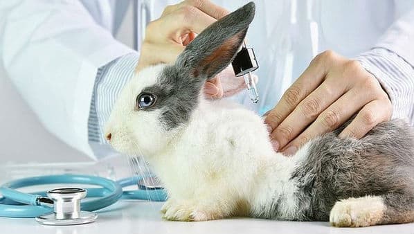 Animal Testing Exercise to Be Put to an End with This New Algorithm Animal Testing Exercise to Be Put to an End with This New Algorithm