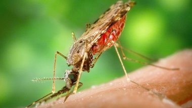 World Malaria Day 2019: Symptoms of The Mosquito-Borne Disease and Ways to Prevent Malaria