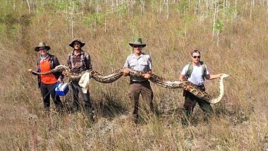 Biggest Python Ever! Snake Hunters Catch 17-Foot Pregnant Female Carrying 73 Eggs From Florida Everglades, View Pic