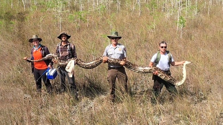 Biggest Python Ever! Snake Hunters Catch 17-Foot Pregnant Female Carrying 73 Eggs From Florida Everglades, View Pic Biggest Python Ever! Snake Hunters Catch 17-Foot Pregnant Female Carrying 73 Eggs From Florida Everglades, View Pic