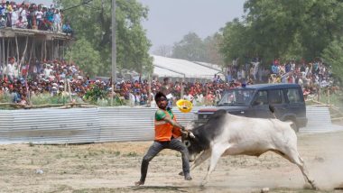 Kannauj: Bull Enters Helipad Area of Mayawati-Akhilesh Yadav Rally, Frightens Scores of SP-BSP Supporters