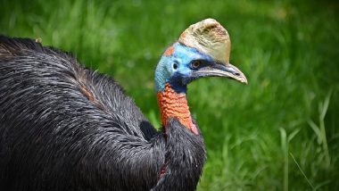 Killer Cassowary Bird That Clawed Its Florida Owner to Death Is Up for Sale