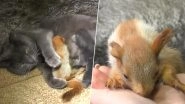 Cat Adopts Orphaned Baby Squirrels in Crimea, Adorable Family Photo Goes Viral (View Pics)