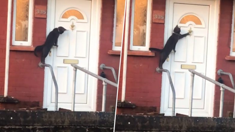 Cat Knocks on Owner's Door in Britain and Patiently Waits Outside to Let in, Funny Video Goes Viral