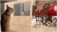 Cat &lsquo;Neighbours&rsquo; See Each Other Through Window, Meet and Fall in Love; Cute Twitter Thread Celebrates their Viral Love Story