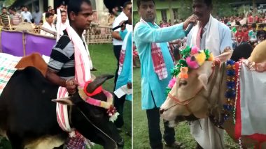 Bihu 2019 Celebrations: This Village in  Assam Organises a Cow Fashion Show! Watch Video