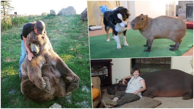National Pet Day 2019: From Largest Rodent to a Hippopotamus, Some Craziest Pets That People Around The World Own National Pet Day 2019: From Largest Rodent to a Hippopotamus, Some Craziest Pets That People Around The World Own
