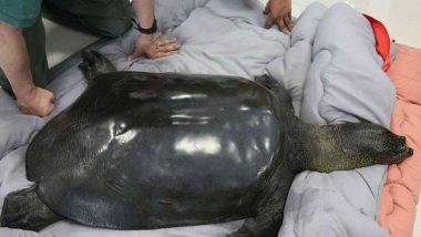 Death in China Zoo Puts World's Rarest Turtle on Cusp of Oblivion