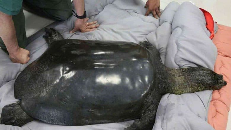 Death in China Zoo Puts World's Rarest Turtle on Cusp of Oblivion Death in China Zoo Puts World's Rarest Turtle on Cusp of Oblivion