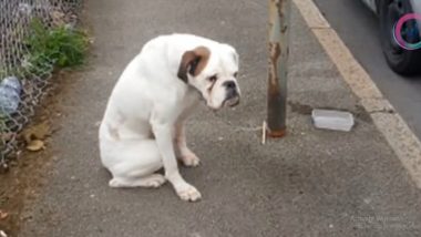 Heart-Rending Photos of ‘Sad and Scared’ Boxer Dog Left Shackled to a Lamppost at the Roadside Go Viral on the Internet (Watch Video)