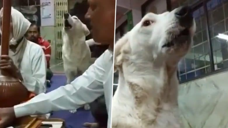 Viral Video of Adorable Dog Attending Keertan Devotedly Is Winning Hearts on the Internet! Check Twitter Reactions Viral Video of Adorable Dog Attending Keertan Devotedly Is Winning Hearts on the Internet! Check Twitter Reactions